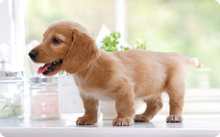 去勢・避妊治療